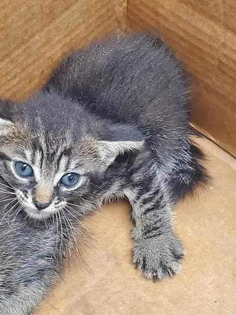 Adoptable Cat