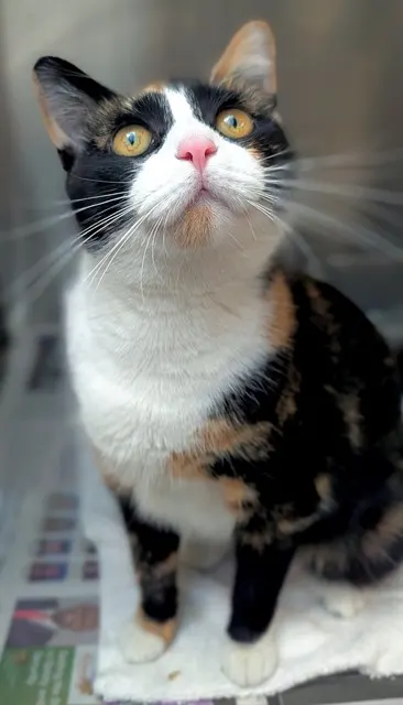 Stella