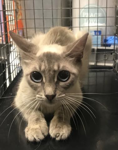 Adoptable Cat