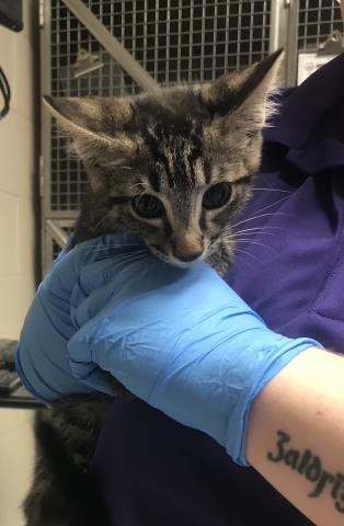 Adoptable Cat