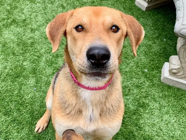 Kona
