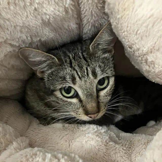 Adoptable Cat