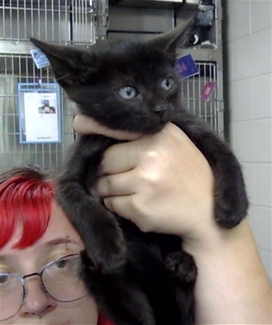 Adoptable Cat