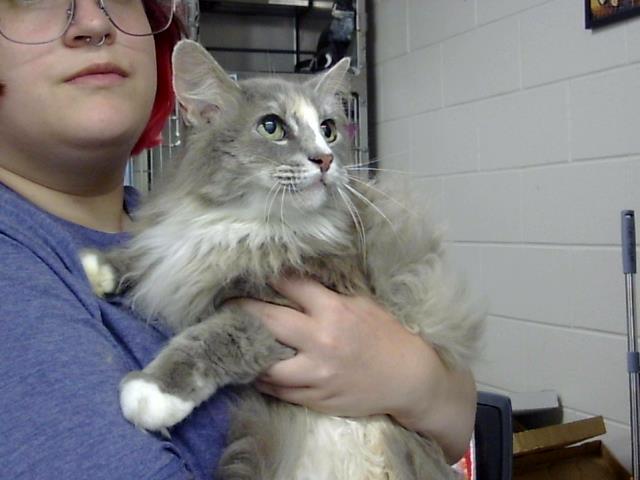 Adoptable Cat