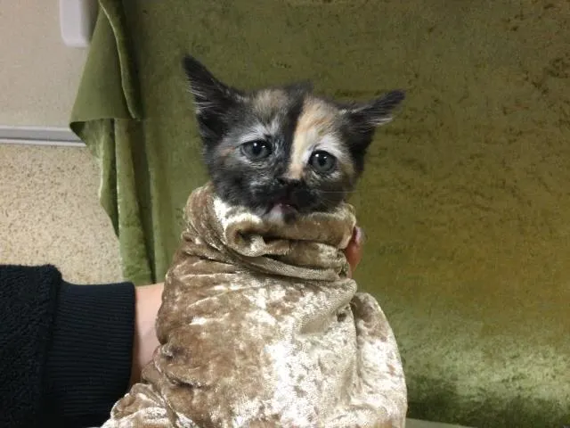 Kali