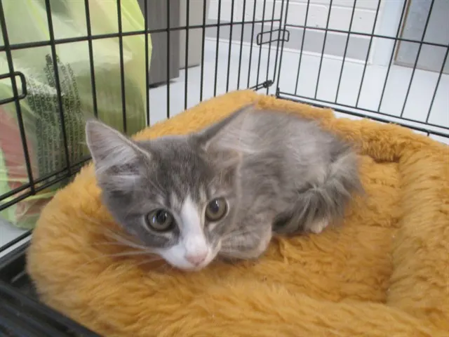 Adoptable Cat