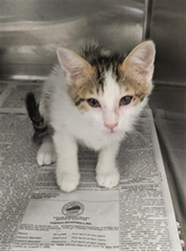 Adoptable Cat