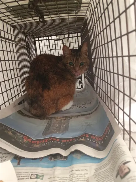 Adoptable Cat