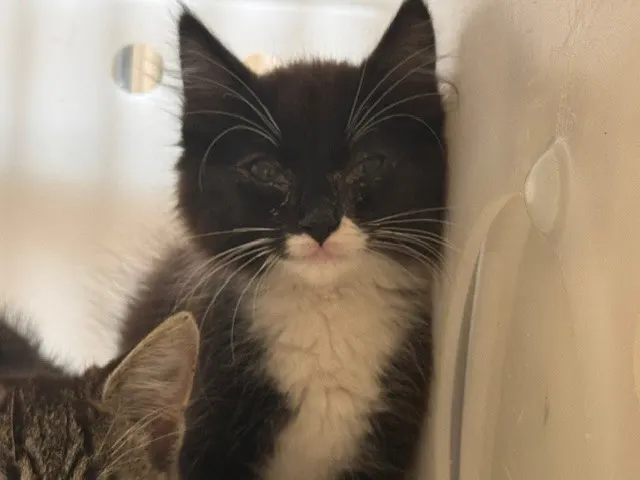 Mr. Whiskers