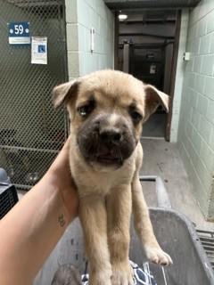 Adoptable Dog