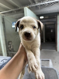 Adoptable Dog