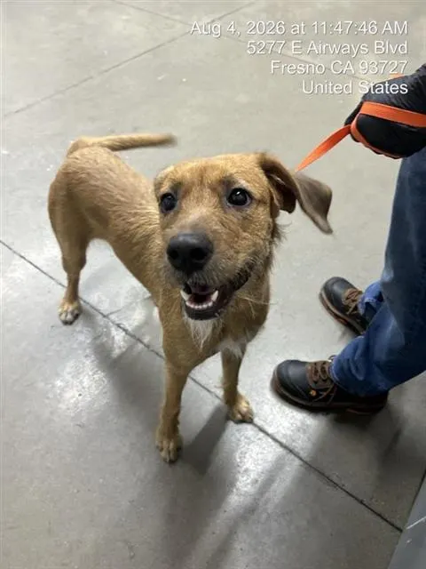 Adoptable Dog