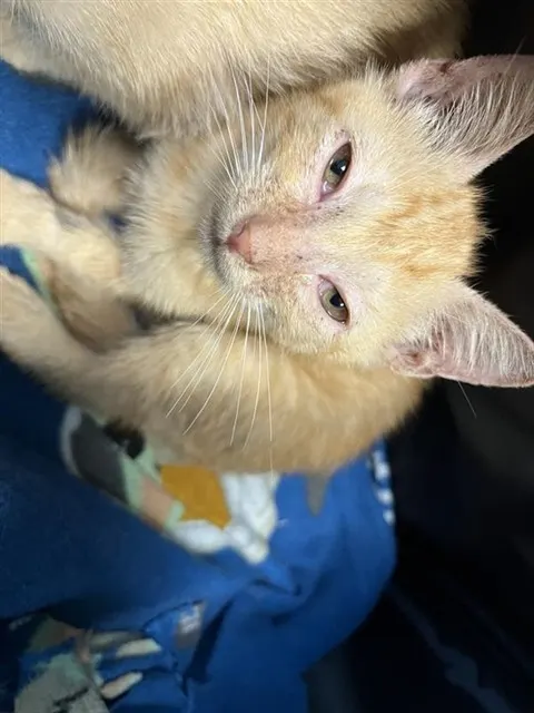 Gizmo