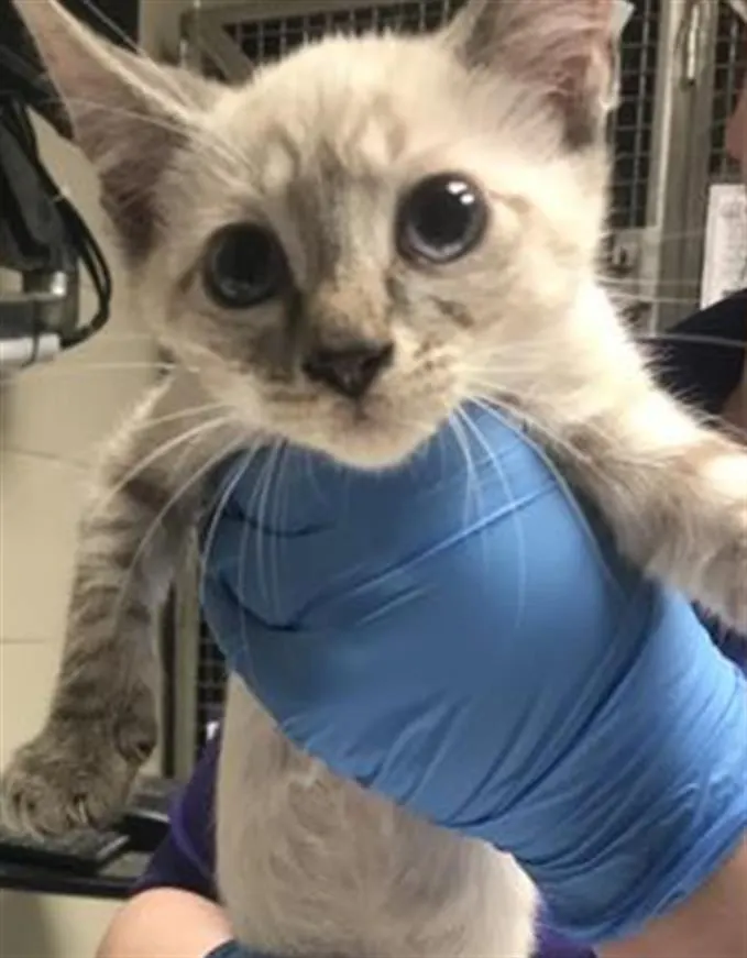 Adoptable Cat
