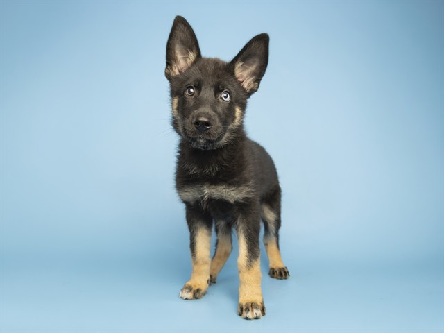 Axel