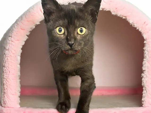 Portabella