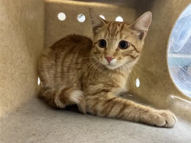 Adoptable Cat