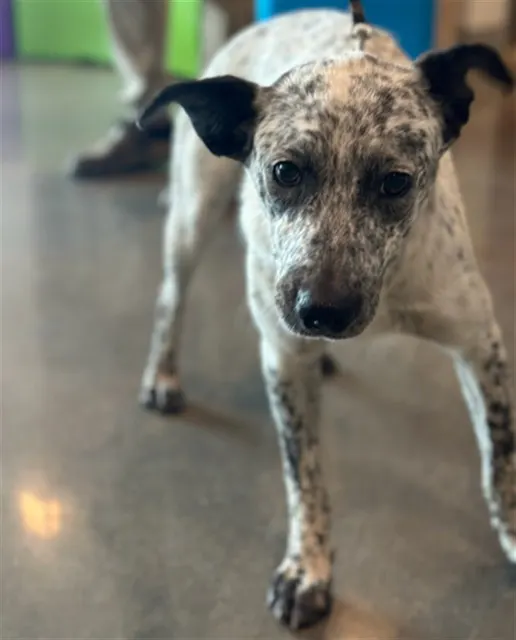 Adoptable Dog
