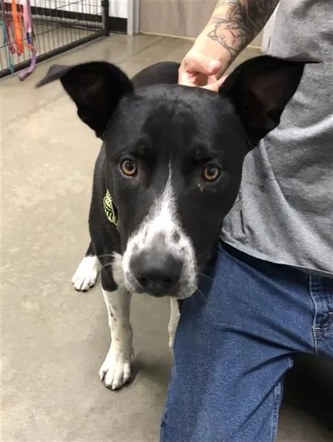 Adoptable Dog