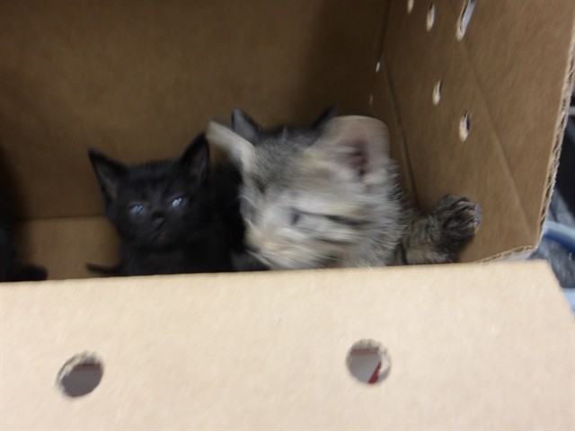 Adoptable Cat