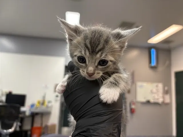 Adoptable Cat