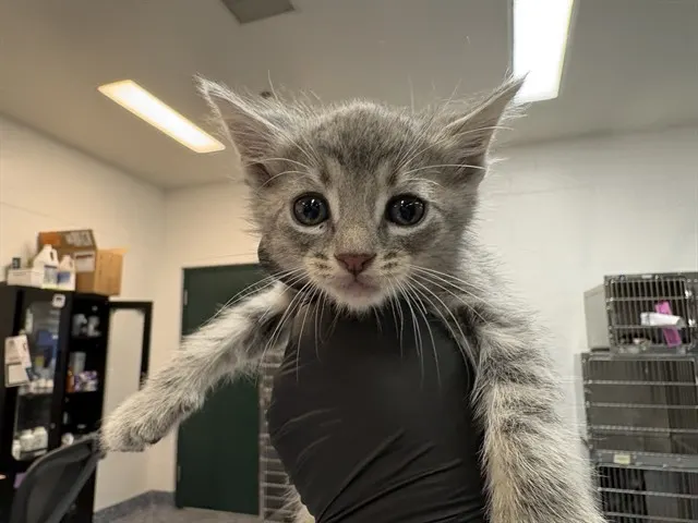 Adoptable Cat