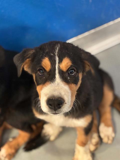 Adoptable Dog