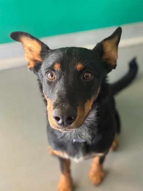 Adoptable Dog