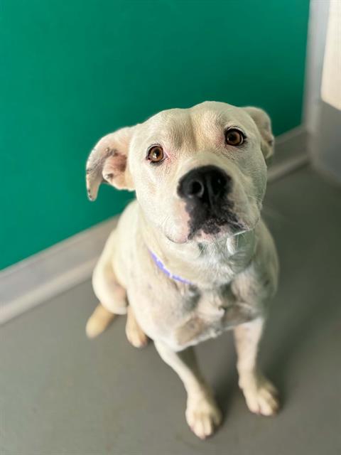 Adoptable Dog