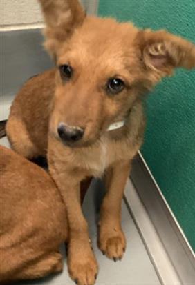 Adoptable Dog