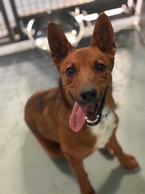 Adoptable Dog