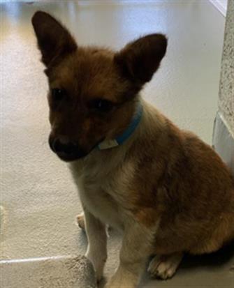 Adoptable Dog