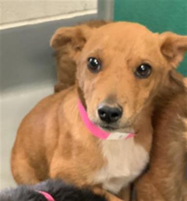 Adoptable Dog