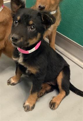 Adoptable Dog