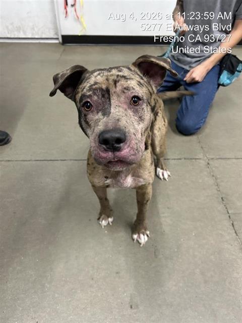 Adoptable Dog