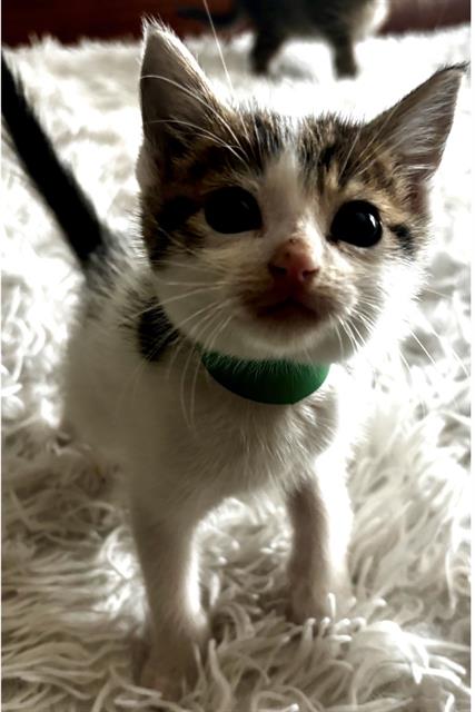 *Remy