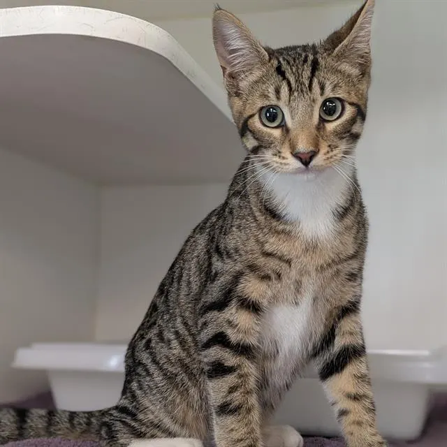 Adoptable Cat