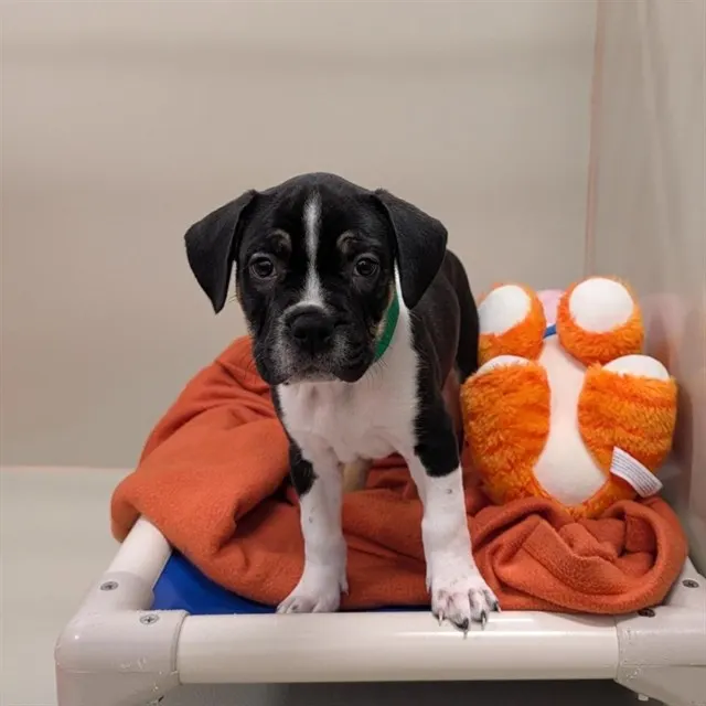 Oreo