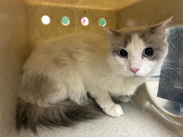 Adoptable Cat
