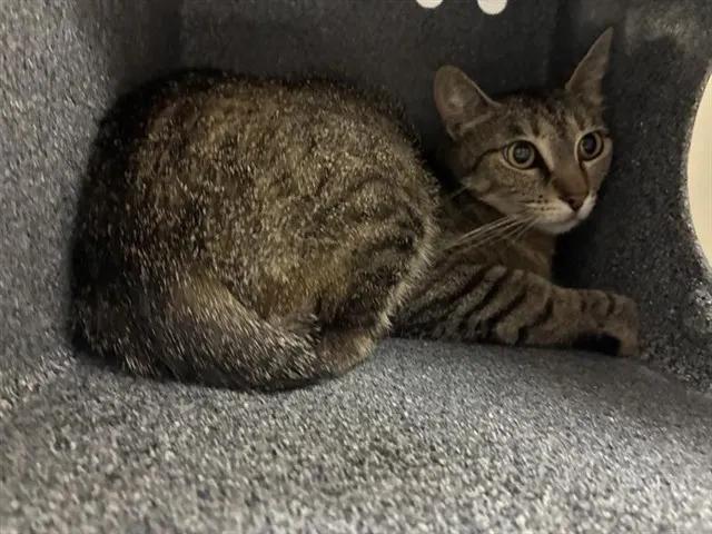 Adoptable Cat