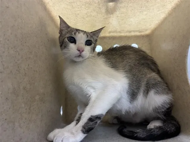 Adoptable Cat