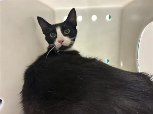 Adoptable Cat