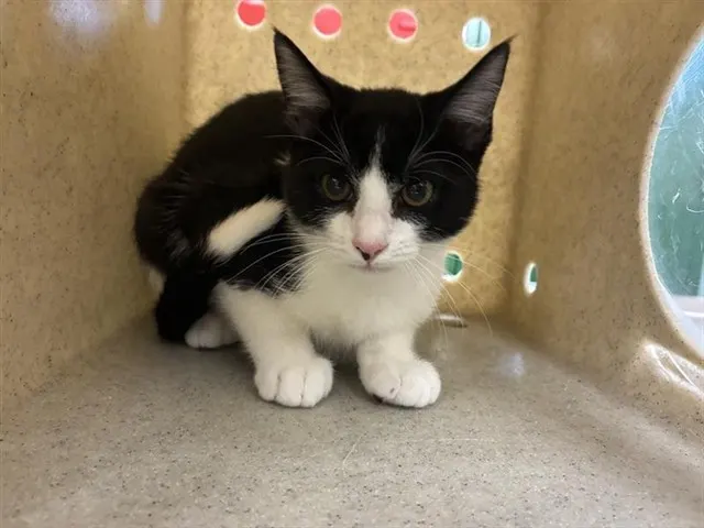 Adoptable Cat