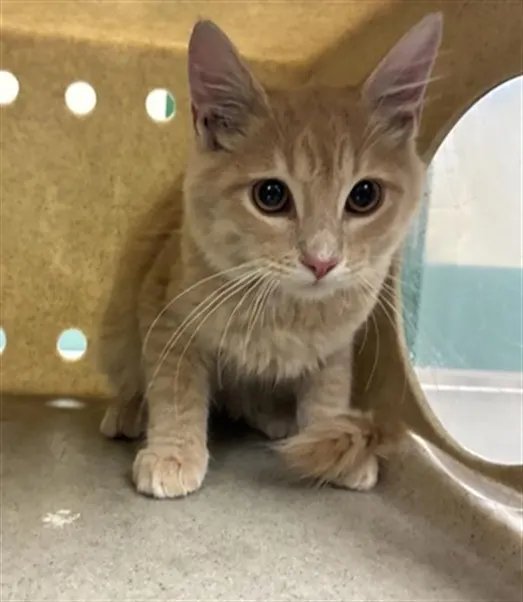 Adoptable Cat