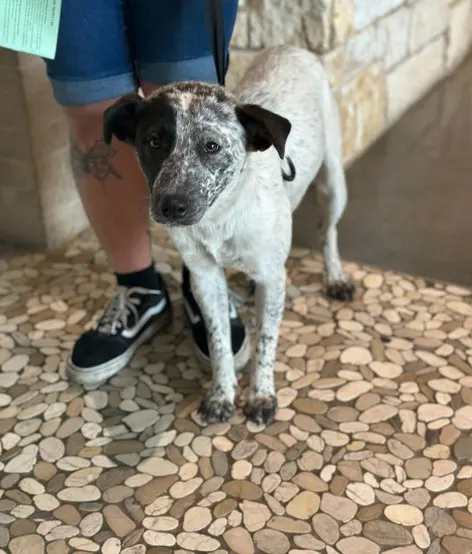 Adoptable Dog