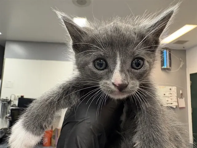 Adoptable Cat