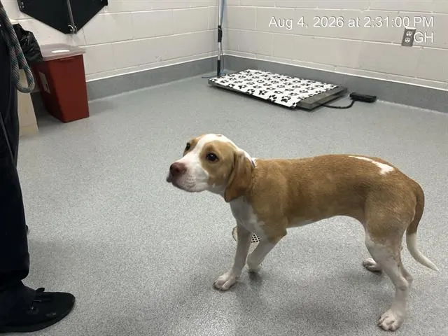 Adoptable Dog