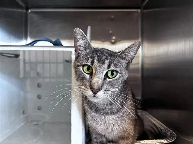 Adoptable Cat