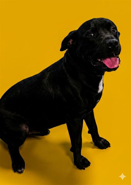 Artie