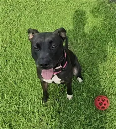 Rosalita